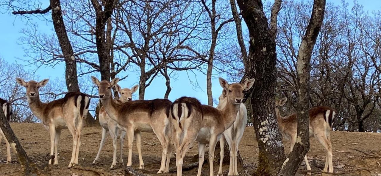 Bourazani Wild Life Resort Konitsa Ngoại thất bức ảnh