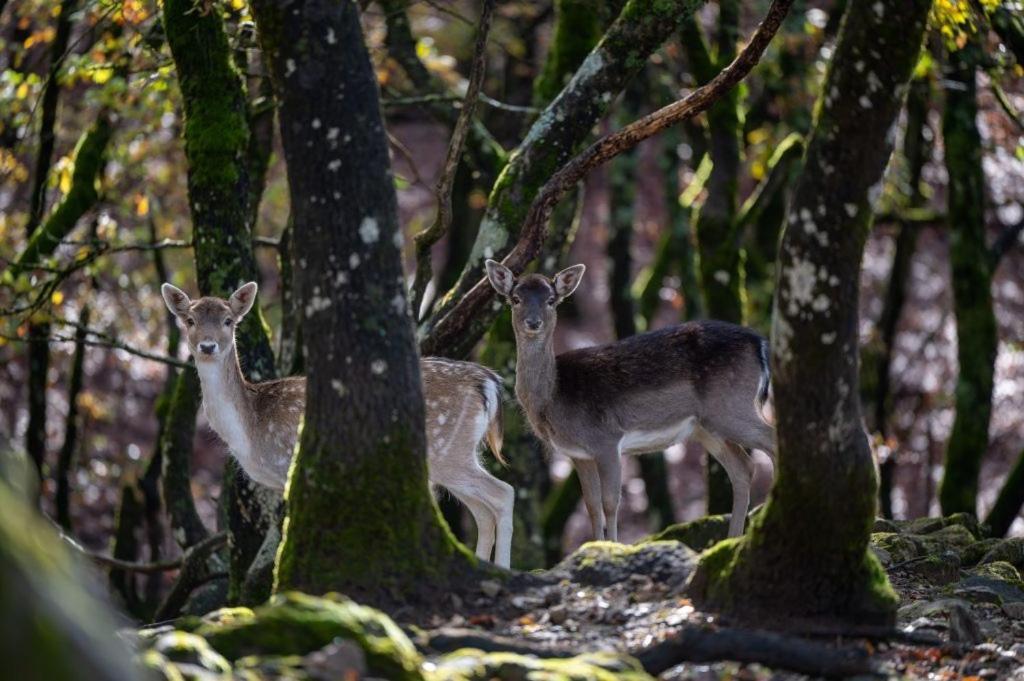 Bourazani Wild Life Resort Konitsa Ngoại thất bức ảnh