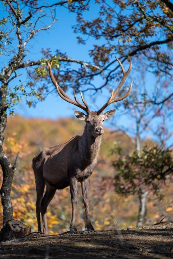 Bourazani Wild Life Resort Konitsa Ngoại thất bức ảnh