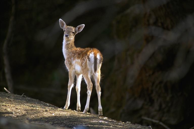 Bourazani Wild Life Resort Konitsa Ngoại thất bức ảnh